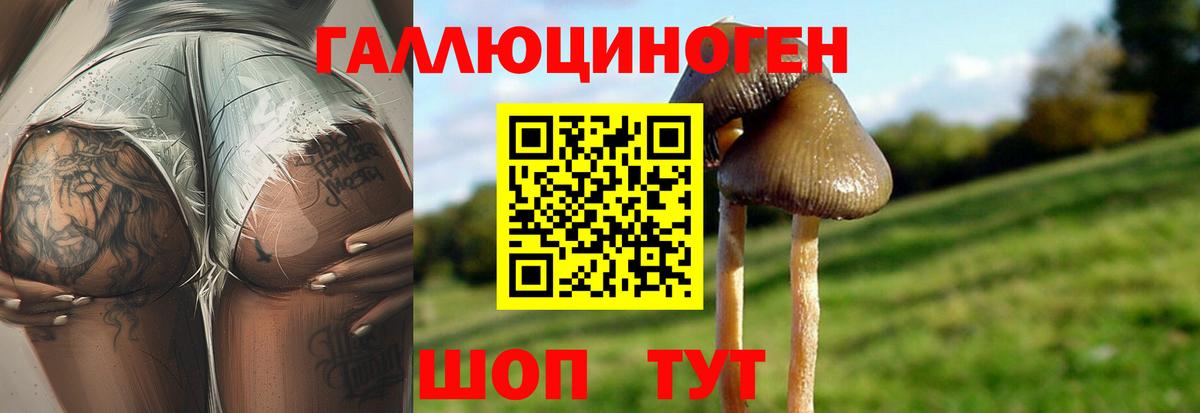 Псилоцибиновые грибы Psilocybe Великие Луки